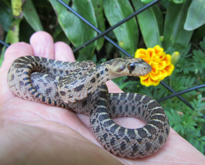 Pacific Gopher Snake